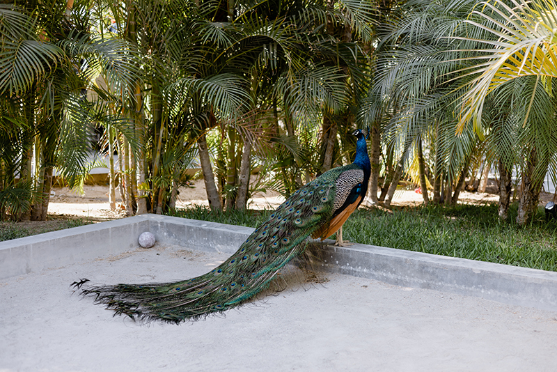A peacock at Acre Resort gardens