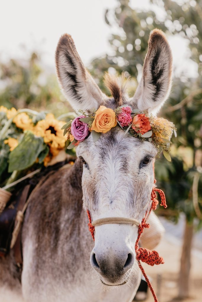 Wedding Donkey wearing a tiara made of flowers